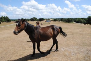 New-Forest-pony