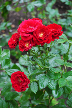 Seething-Lane-Garden2