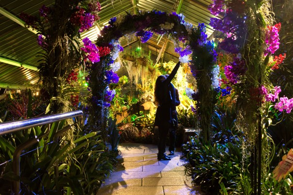 JE_KEW_Orchids15_Lates_4862