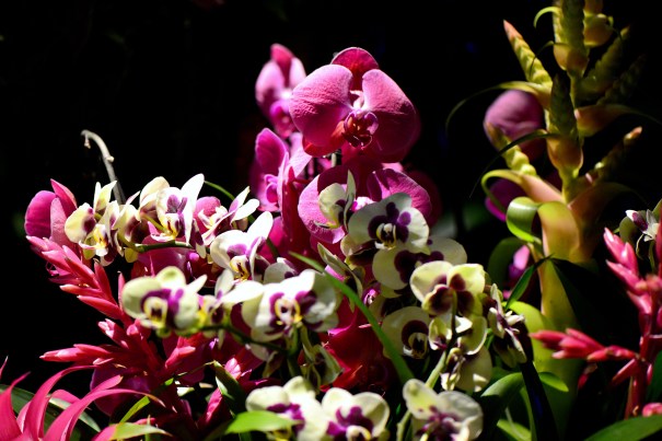 JE_KEW_Orchids15_Lates_5080
